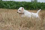 WESTIE 337
